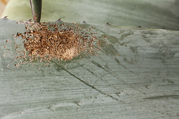 Close up Succulent Plant