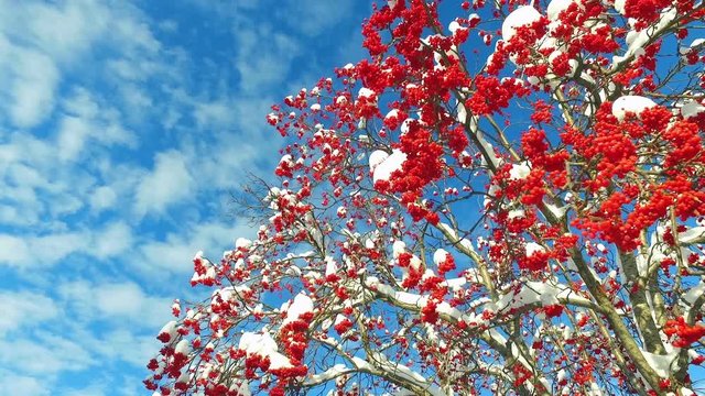 Rowanberry  in winter. Looking up through the rowan-tree branches and red  berries clusters with snow caps at the sky with clouds