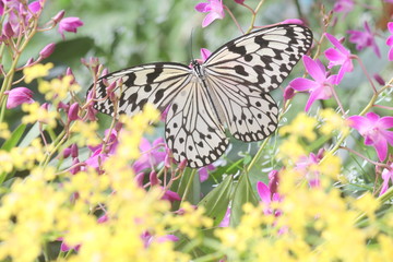 ランにとまるオオゴマダラ