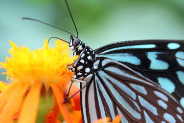 オレンジの花にとまるリュウキュウアサギマダラ