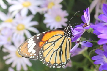 サイネリアにとまるスジグロカバマダラ