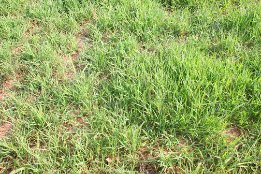 digitaria eriantha or pangola grass