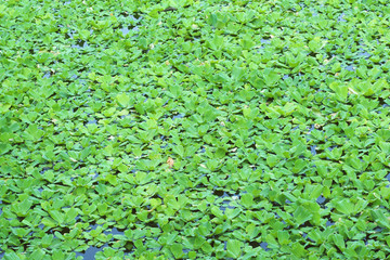 Green duckweeds water plant