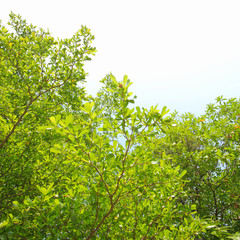 green forest background in a sunny day