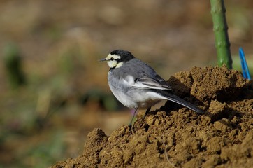 White wagtail