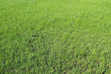Background of green grass 