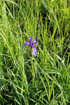Wild blue iris flowers 
