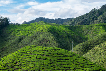 View of mountain filled with tea plantations and blue sky in Cam