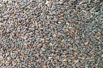 bean seeds