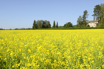 Finnish countryside landscape with farmstead and yellow canola field