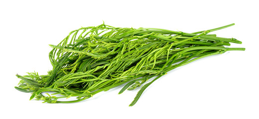 Senegalia pennata isolated on white background