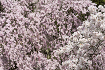 枝垂れ桜をバックにソメイヨシノの花