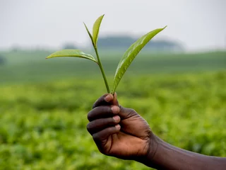 Tuinposter foglie di tè  © africa