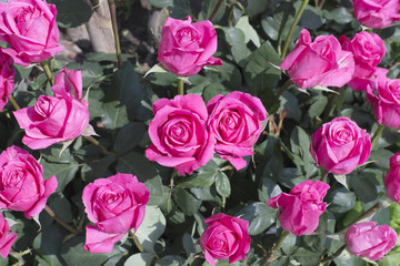 roses in the garden.