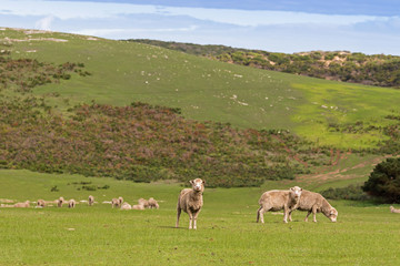 Fototapeta premium A flock of sheep grazing on the open green meadows during Autumn in Australia