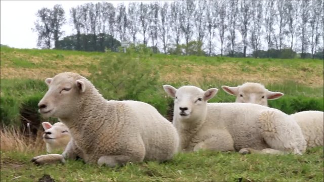 lambs relaxing on dike 
