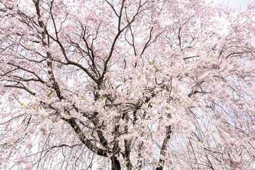 満開の枝垂れ桜の花