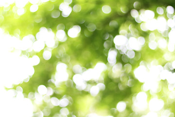 Fototapeta premium green background