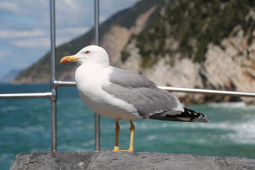 Sea gull Larus michahellis in Porto Venere Liguria,  Italy