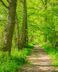 Landschaft Frühling Wald Weg