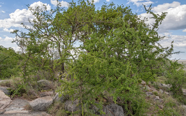 Acacia tree with large stone fragment before against blue sky background. Serengeti National Park, Tanzania, Africa.
