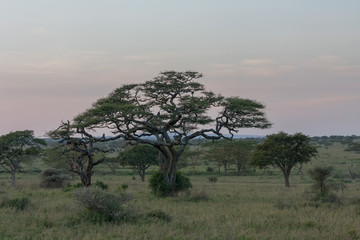 Plakat Savanna plain with acacia trees at dawn. Serengeti National Park, Tanzania, Africa. 