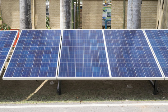 sola panal plant