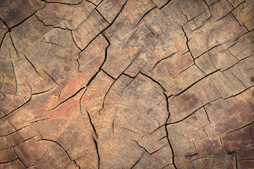 Texture of nature wood background closeup for design.