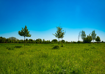 Green grass on meadow