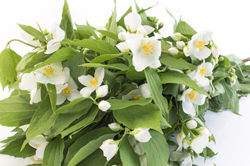 Fototapeta na wymiar Bouquet of jasmine on a white background