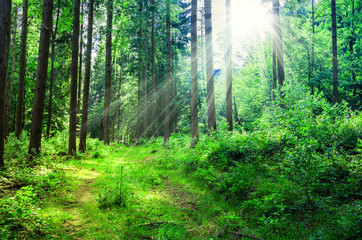 Fototapeta premium Green Forest with the sun that makes its way through the thick l