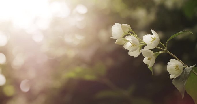 jasmine white flowers in sunset light, 4k prores footage
