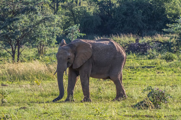 Elephant in the wild at  the Welgevonden Game Reserve in South Africa
