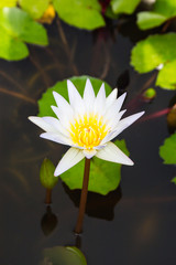 lotus blossom blooming on pond