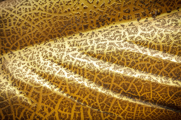 Abstract background texture of metal plate in yellow gold oil color.