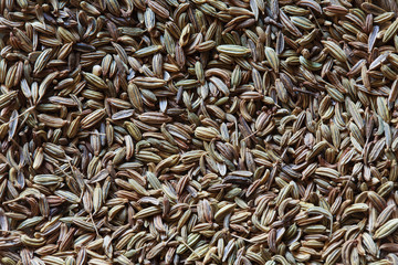 fennel seeds background
