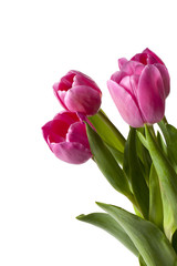 pink tulips with stem