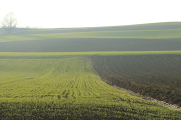 campo di soya all'alba