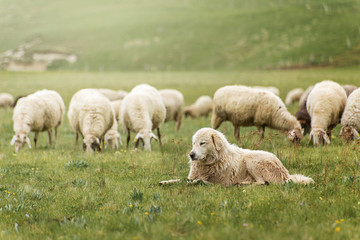 Obraz premium Owczarek z pasącym się stadem