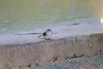 The little gray bird sitting on the sidewalk (Nouabal-Ndoki National Park, Republic of the Congo)