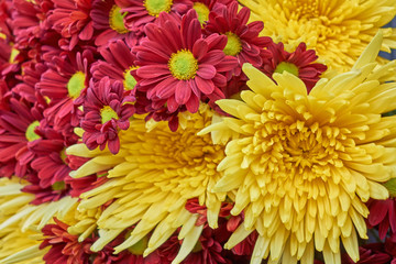purple and yellow chrysanthemums closeup, natural background