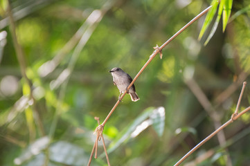 The little gray bird sitting on a branch on a background of green African forest foliage (Nouabal-Ndoki National Park, Republic of the Congo)