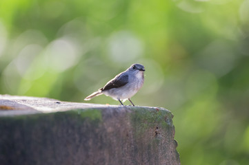 The little gray bird sitting on the sidewalk on a background of green African forest foliage (Nouabal-Ndoki National Park, Republic of the Congo)