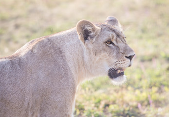 lioness with an open mouth