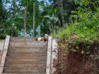 Lovely two-tone lamb resting on the top of the stairs (Bomassa, Congo Republic)
