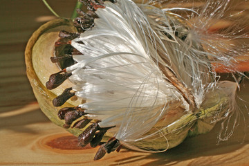 akène prête à s'envoler