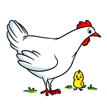 White chicken cartoon illustration isolated image animal character 
