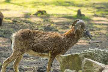 Muflon, Zagroda Pszczyna © © Jakacki