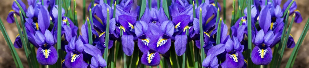 Foto op Plexiglas anti-reflex panorama  cover morning flower iris © lms_lms
