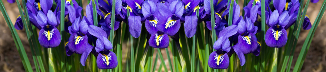 Naklejki  panorama okładka poranny kwiat irys